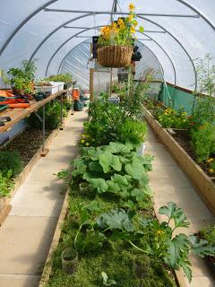The Polytunnel in July