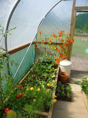 The Polytunnel in July