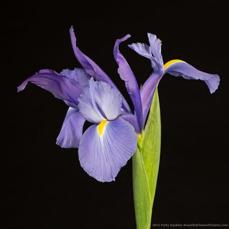 Siberian Iris © 2015 Patty Hankins