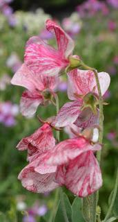 Easton Walled Gardens Sweetpea week