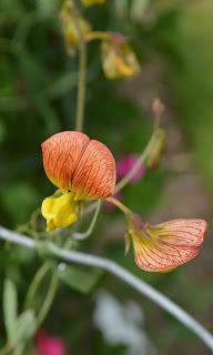 Easton Walled Gardens Sweetpea week