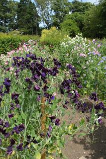 Easton Walled Gardens Sweetpea week