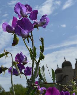 Easton Walled Gardens Sweetpea week