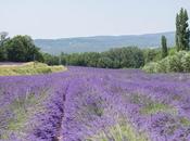 Provence Photo Diary