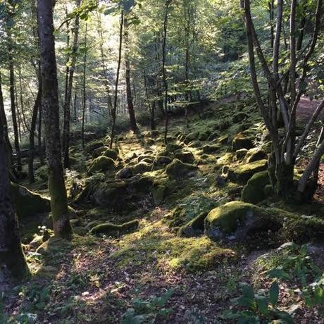 moss growing below canopy of woods