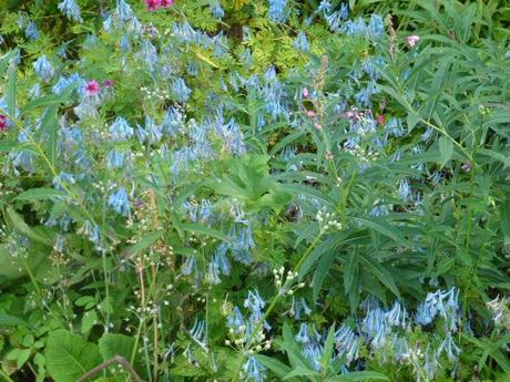 swathes of corydalis