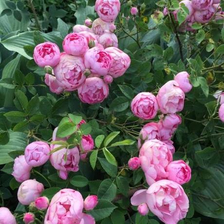 Rosa macrantha ‘Raubritter'