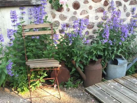 A perfect backdrop for a gorgeous blue nepeta