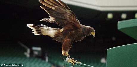 Bird's {Rufus] eye-view of Wimbledon Apps.