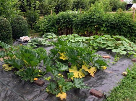 5 courgette plants, New-zaeland spinach & 5 pumpkin plants!