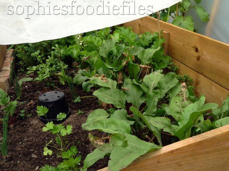 We opened the cold frame