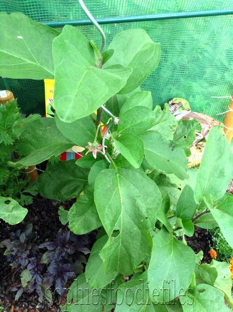 Allotment garden, update 3!