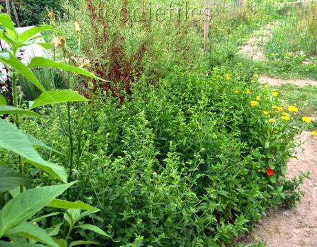 Allotment garden, update 3!