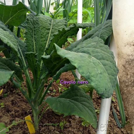 There are 3 plants of cavolo nero growing, all grown from seed, under a net.