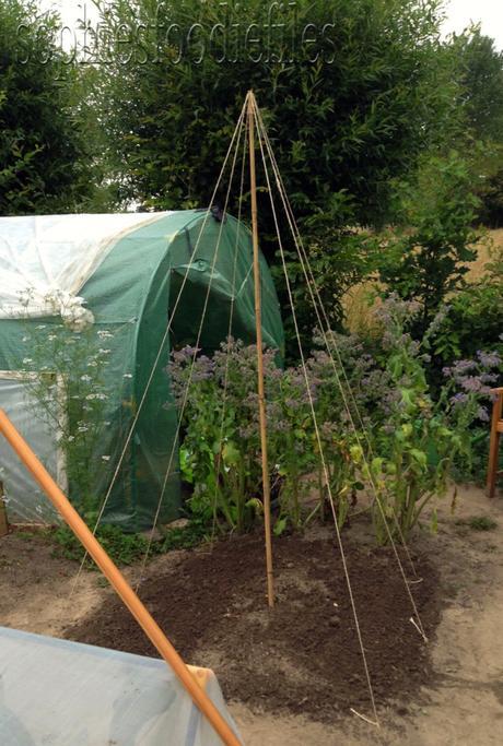 Allotment garden, update 3!