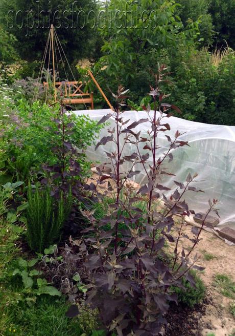 3 red roach plants aka red spinach!