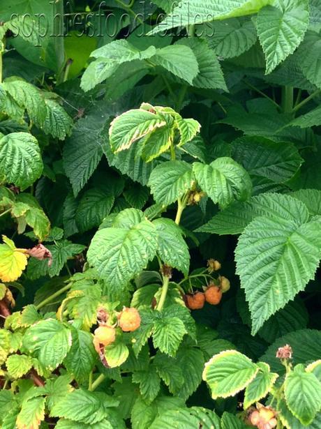 Orange raspberries!