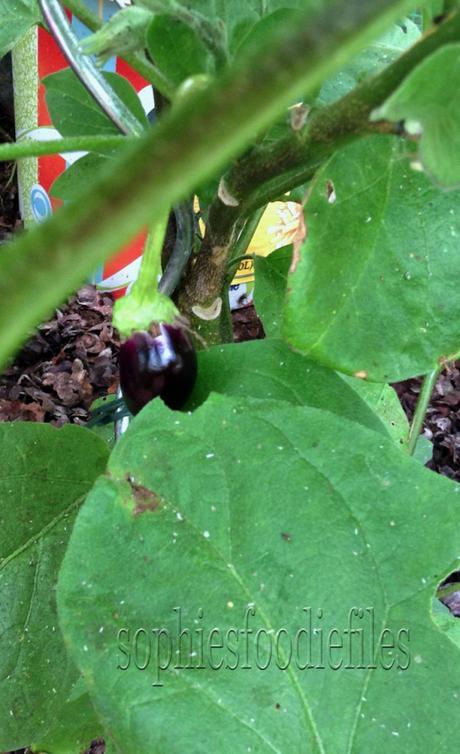 Allotment garden, update 3!