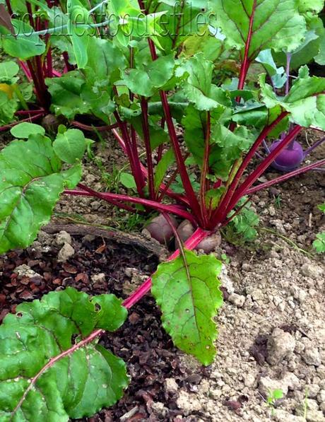 Red beets, Bolivar & Purple kohlrabi's! :)