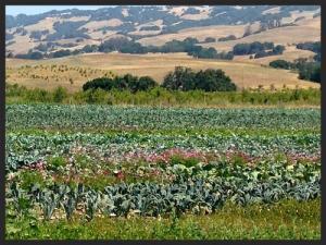 Sonoma County Leads the Way in Sustainability