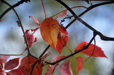 What's All This Bokeh Brouhaha?