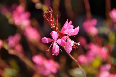 What's All This Bokeh Brouhaha?