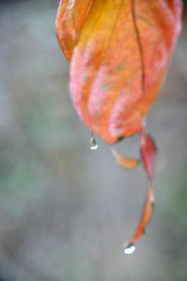 What's All This Bokeh Brouhaha?