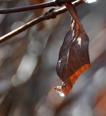 What's All This Bokeh Brouhaha?