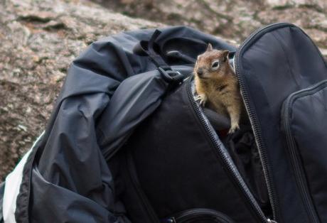 Top 10 Images of Pets in Backpacks