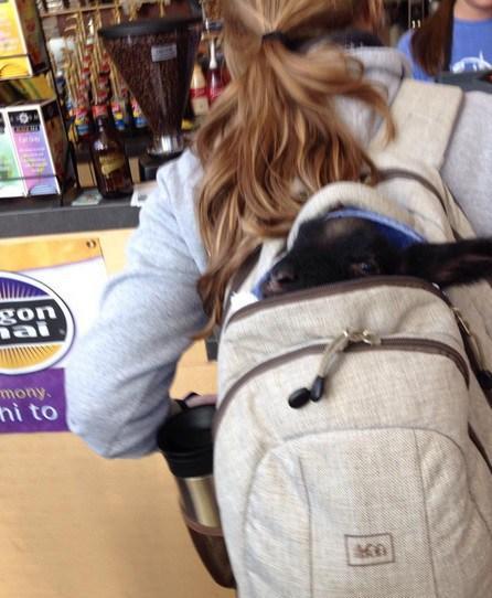Top 10 Images of Pets in Backpacks