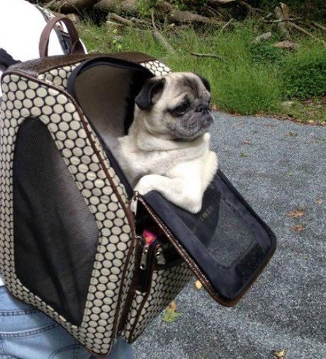 Top 10 Images of Pets in Backpacks