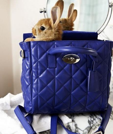 Top 10 Images of Pets in Backpacks