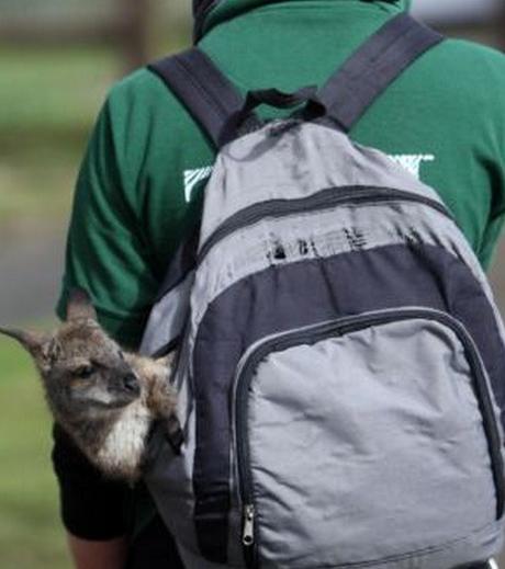 Top 10 Images of Pets in Backpacks
