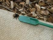 Rescuing Bees Others