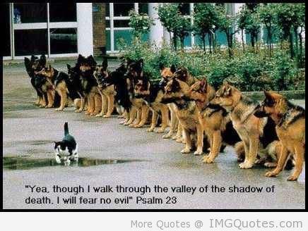 yea-though-i-walk-through-the-valley-of-the-shadow-of-death-i-will-fear-no-evil-cat-quotes