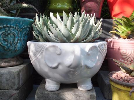 Pot Crazy (Avant Garde or Whimsy?)