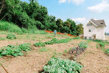CSA Recipe: Roasted Crookneck Squash with Lamb, Yogurt & Dill Hazelwood Urban Farms in July