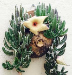 Photo of cactus bloom