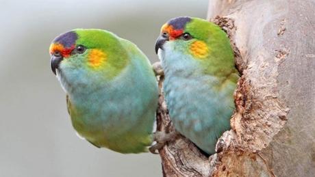 Sightings of Australia’s common birds are declining