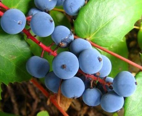Top 10 Rare and Very Unusual Grapes