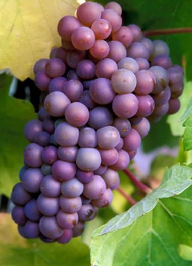 Top 10 Rare and Very Unusual Grapes