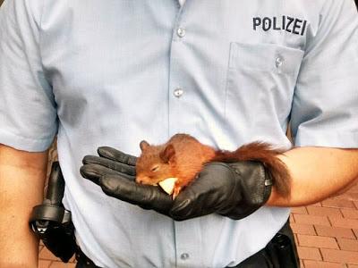 Squirrel arrested in West Germany for ............ ' stalking ' a woman
