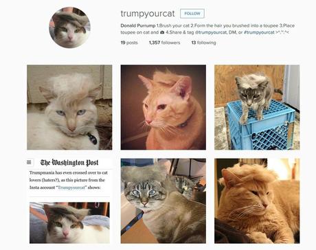 Friday Fun-day - Trump Your Cat