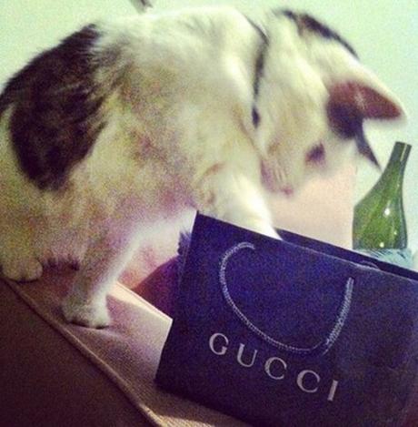 Top 10 Cats in Brand Name Packaging
