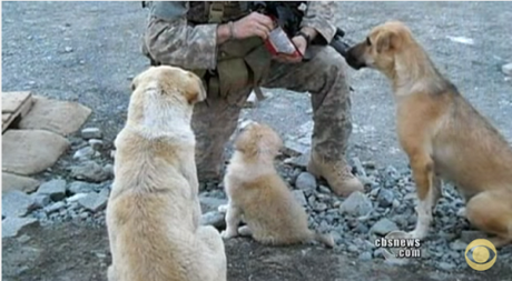 Sgt. Chris Dukes & stray pups