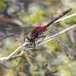 Endangered dragonflies, raised in captivity, being released