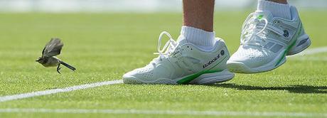 the blue tit that challenged Champion Novak Djokovic at Wimbledon