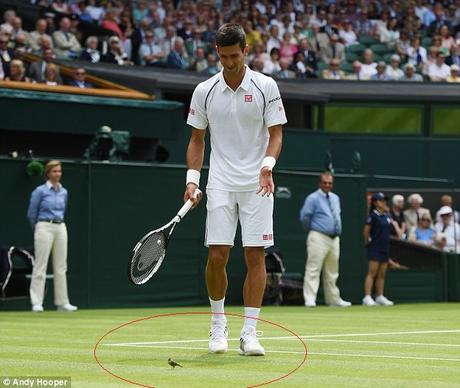 the blue tit that challenged Champion Novak Djokovic at Wimbledon
