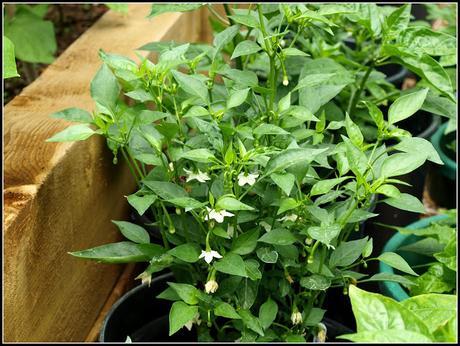 Chilli update