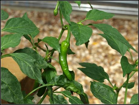 Chilli update
